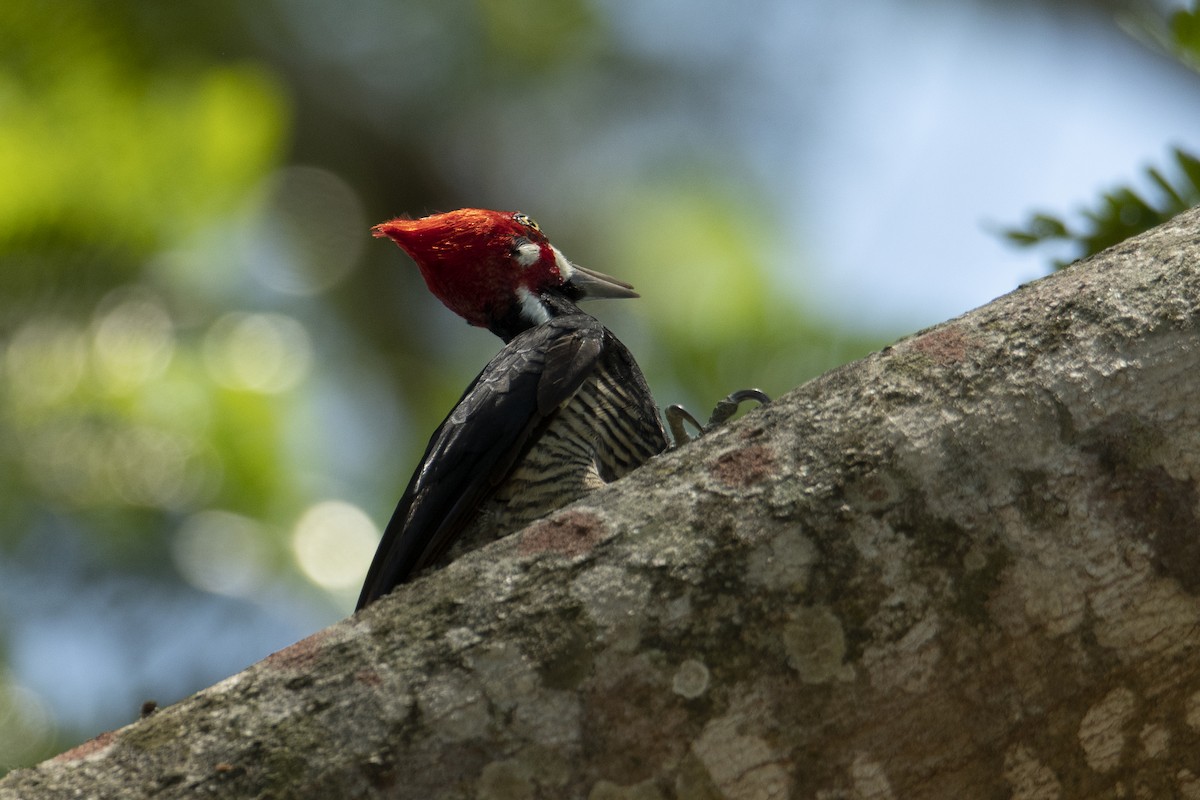 Crimson-crested Woodpecker - Andy Bowen