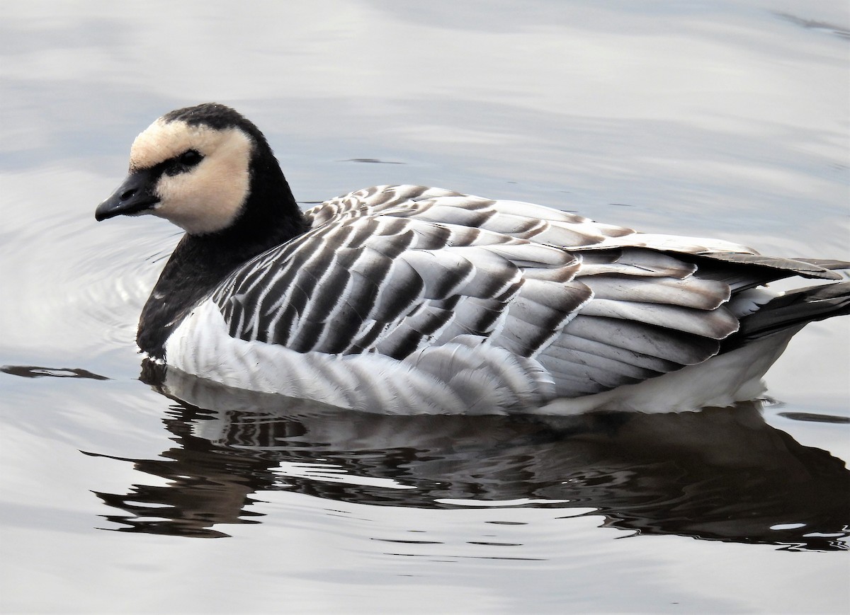 Barnacle Goose - ML529489621
