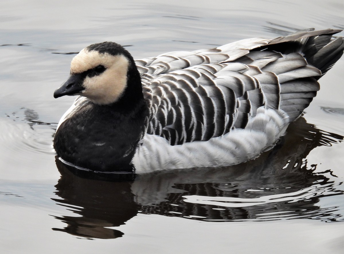 Barnacle Goose - ML529489631