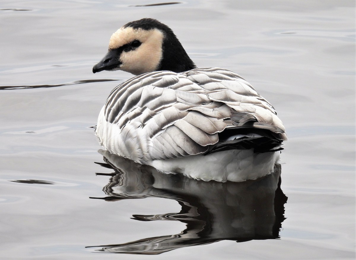Barnacle Goose - ML529489661