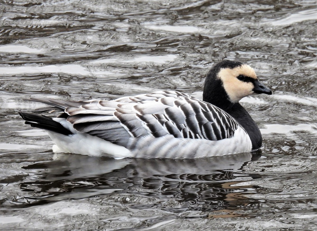 Barnacle Goose - ML529489671