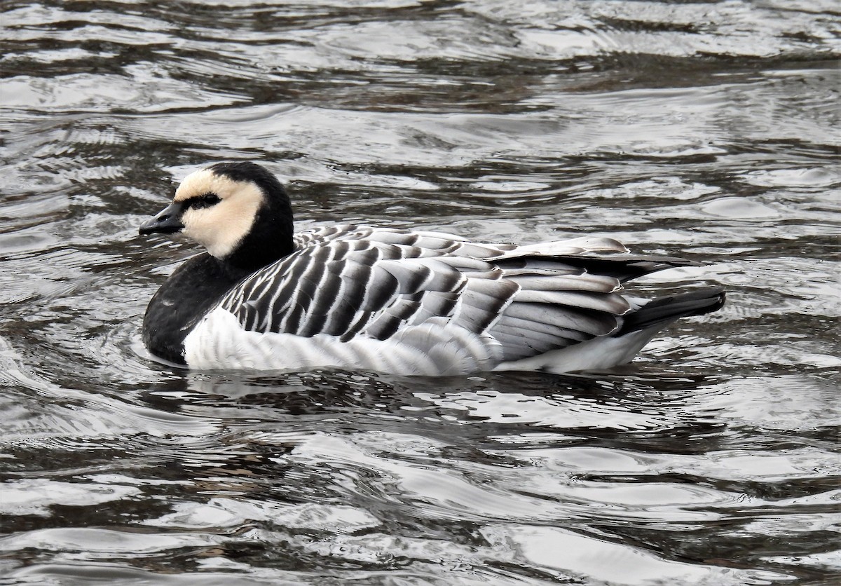 Barnacle Goose - ML529489681