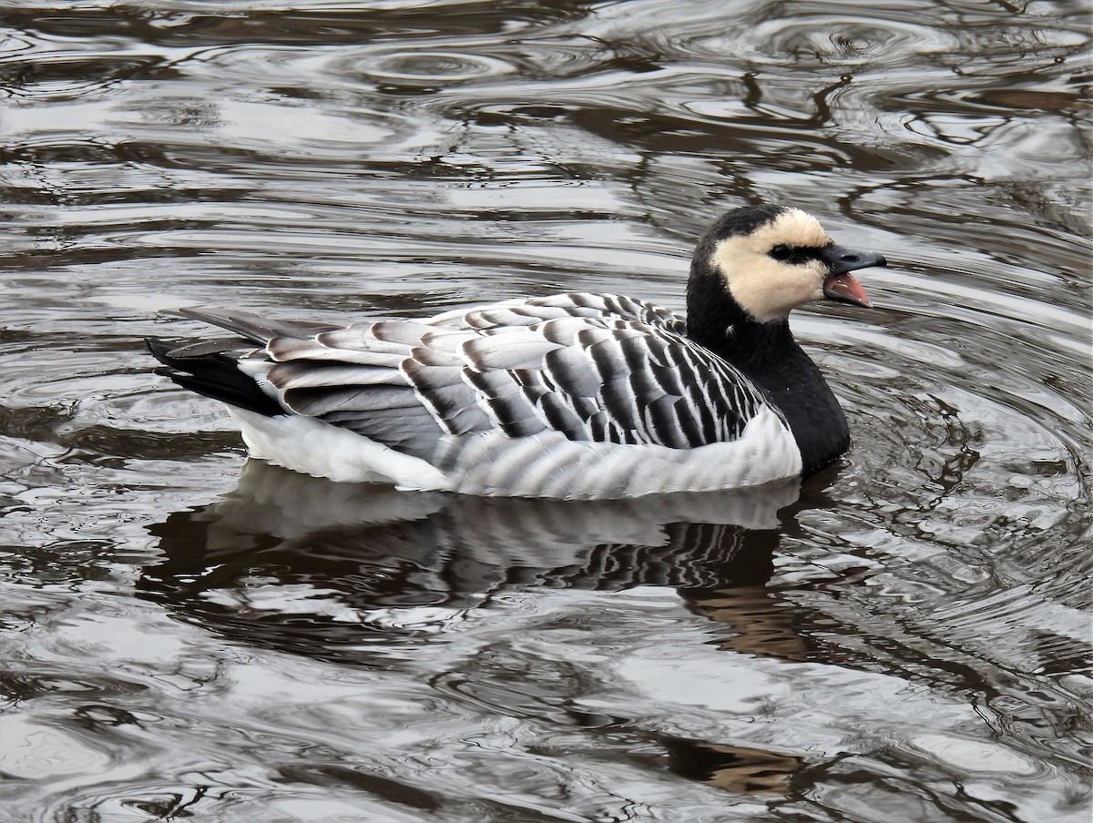 Barnacle Goose - ML529489701