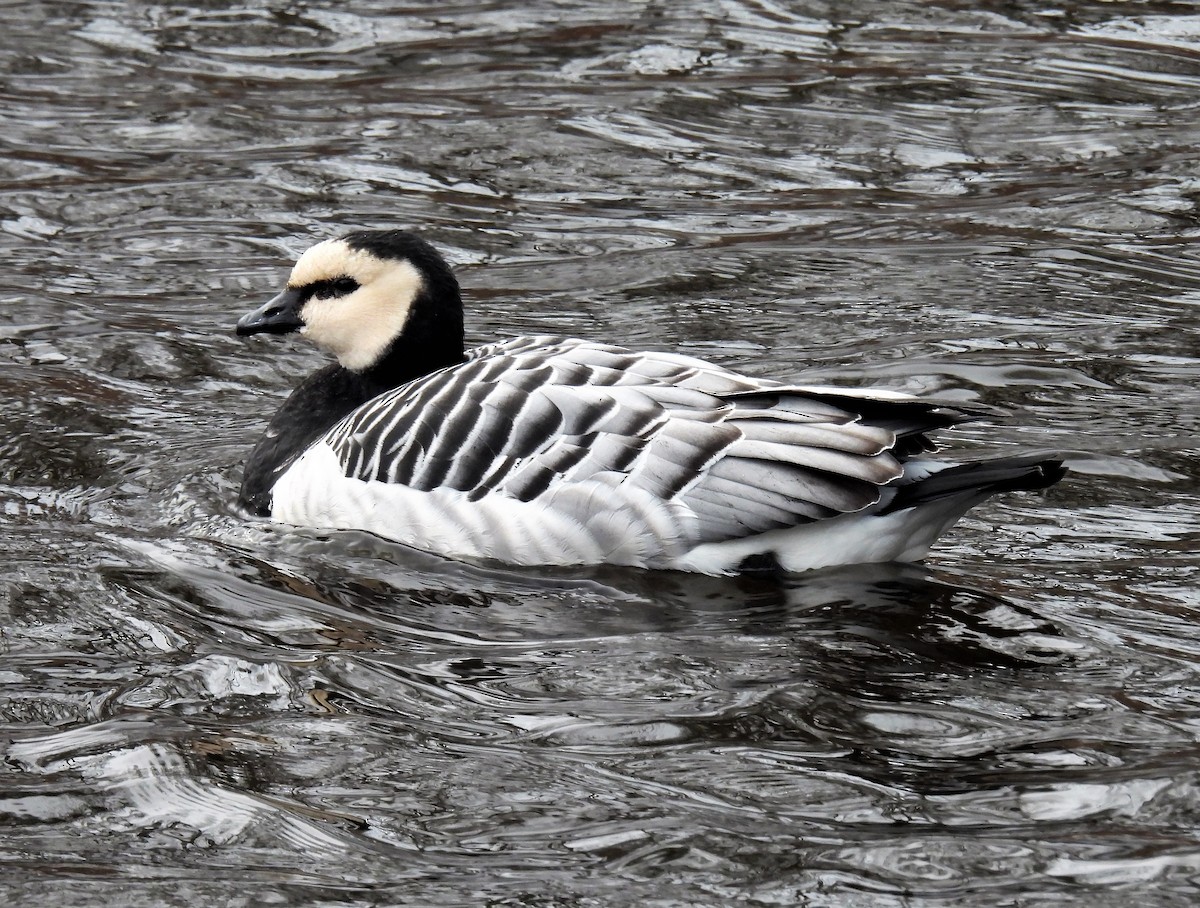 Barnacle Goose - ML529489711