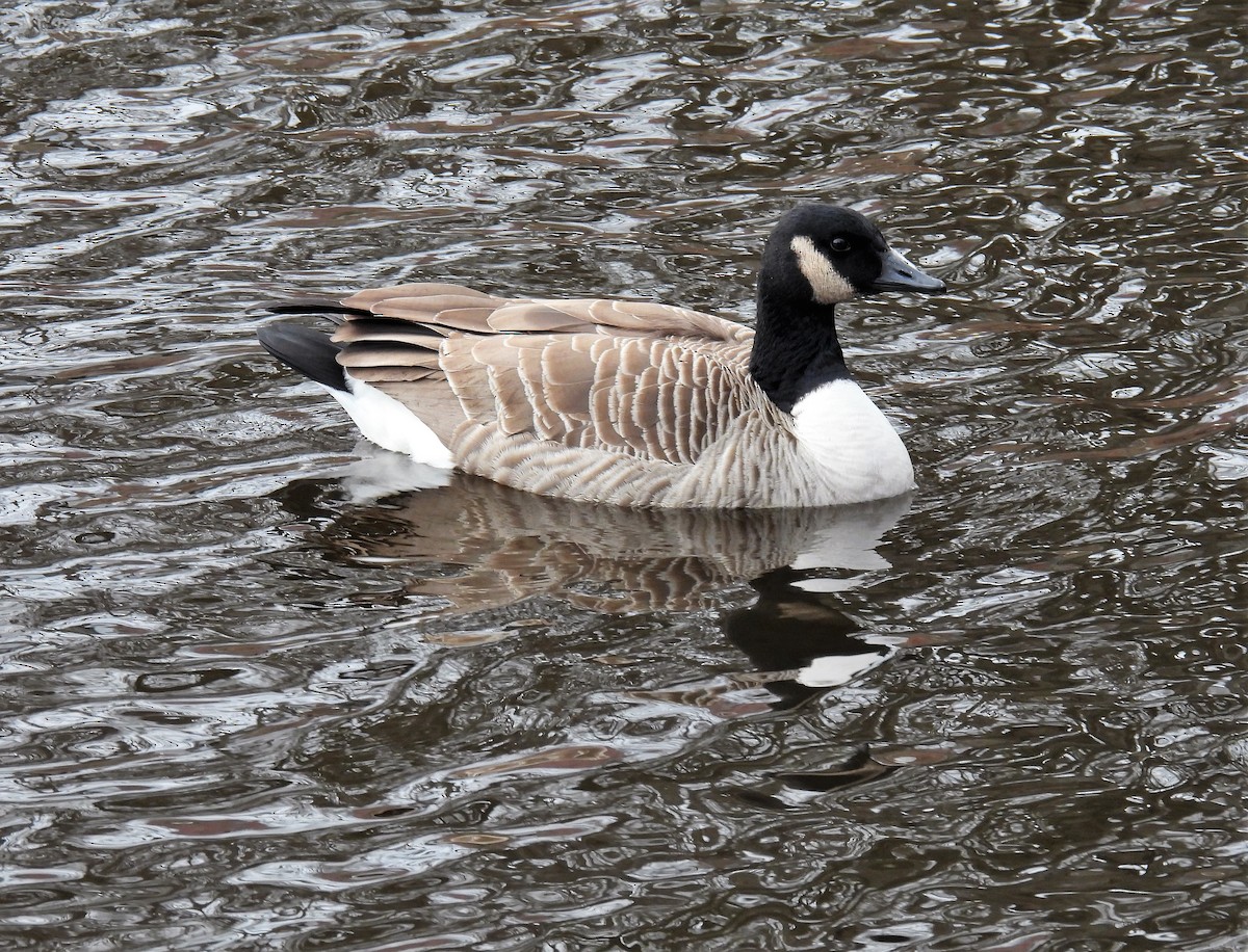 Canada Goose - ML529489741