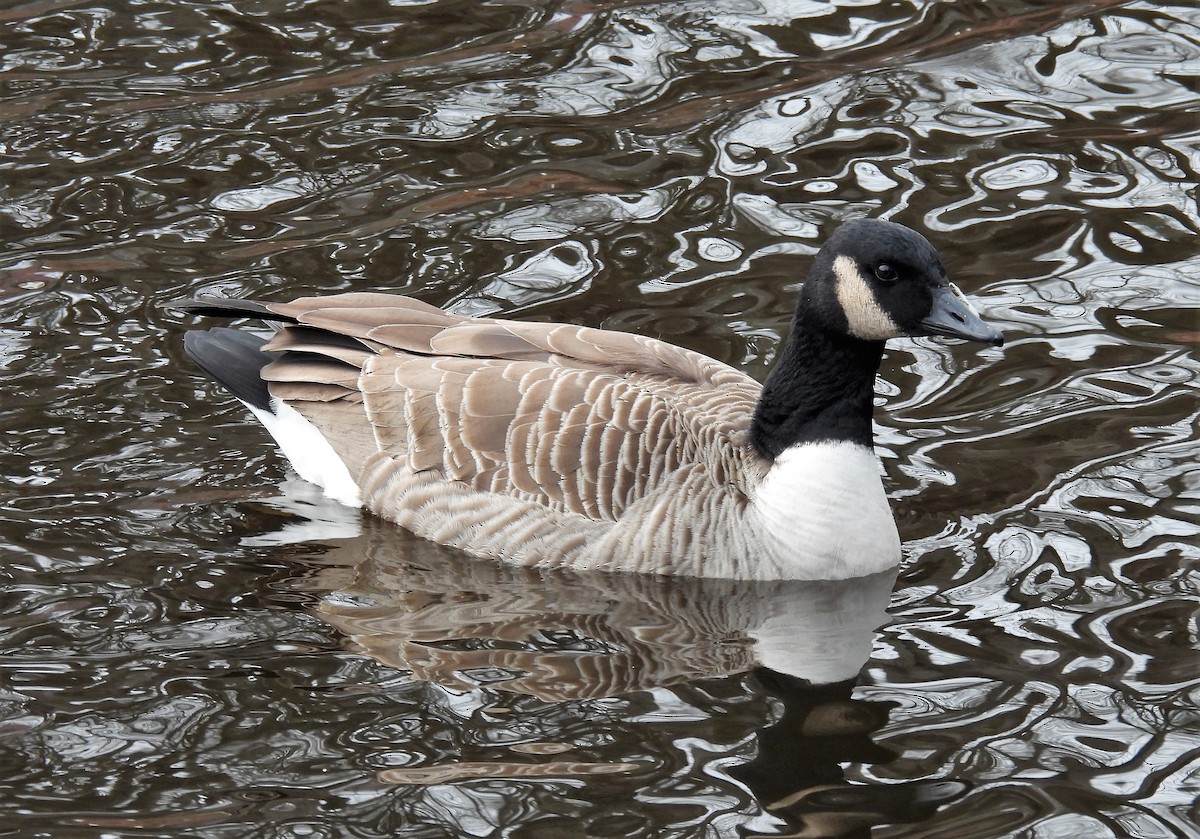 Canada Goose - ML529489751