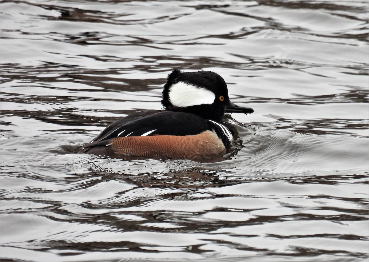 Hooded Merganser - ML529489791
