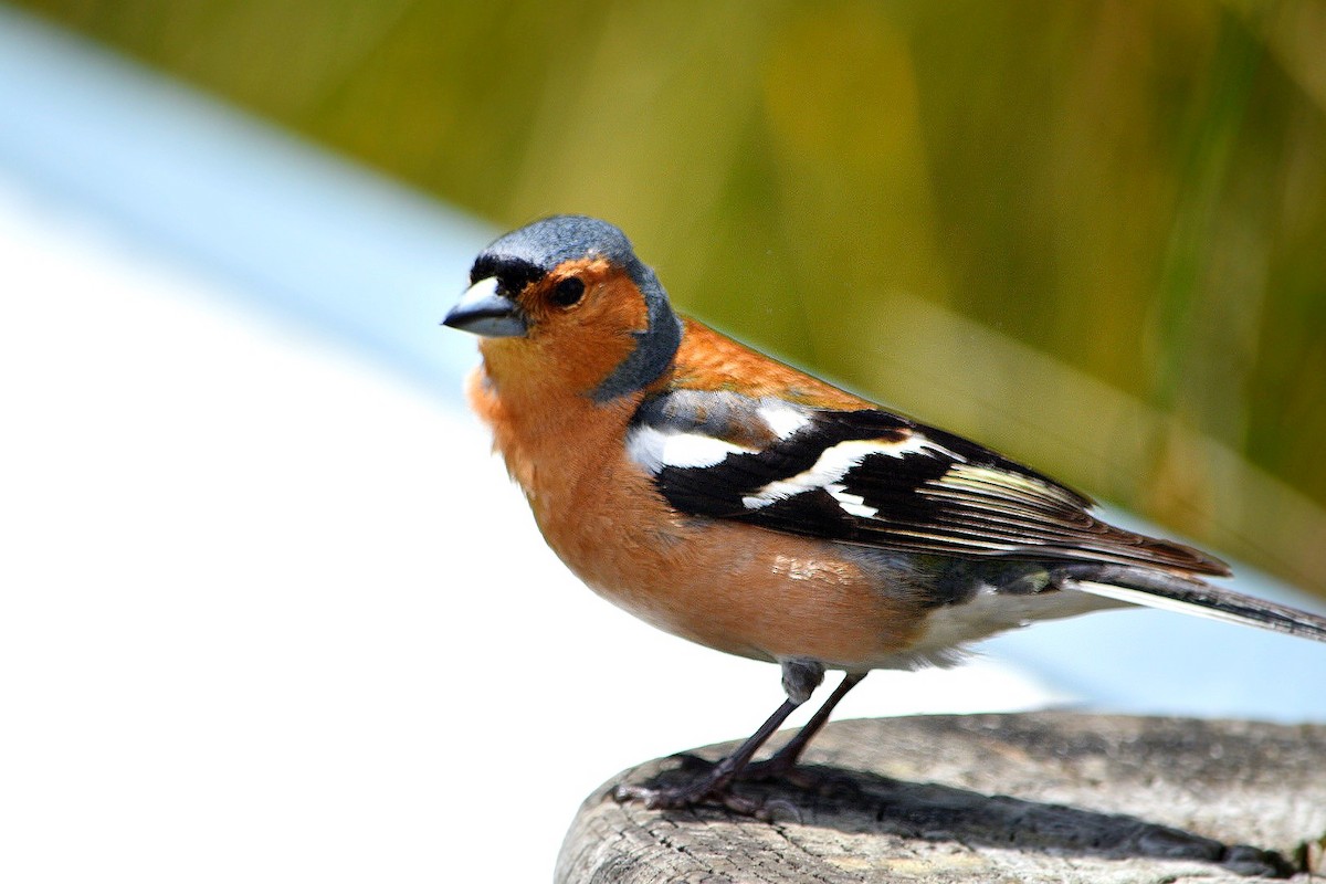 Common Chaffinch - ML529490051