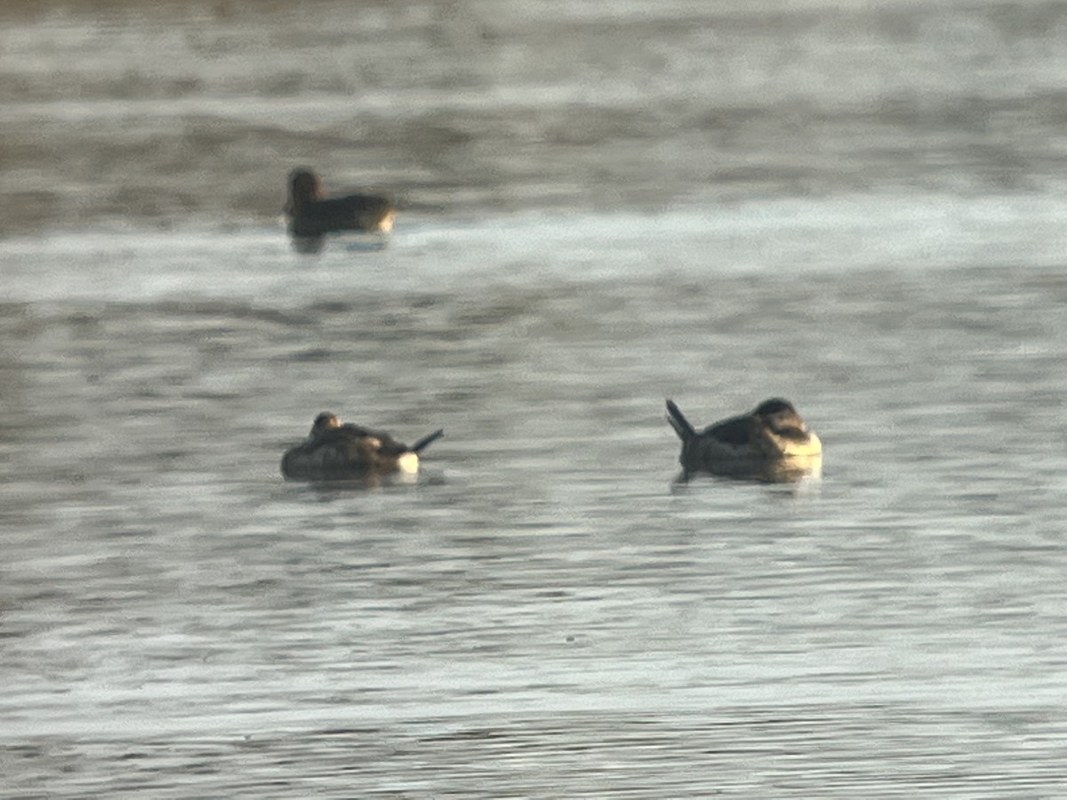 Ruddy Duck - Chuck Estes