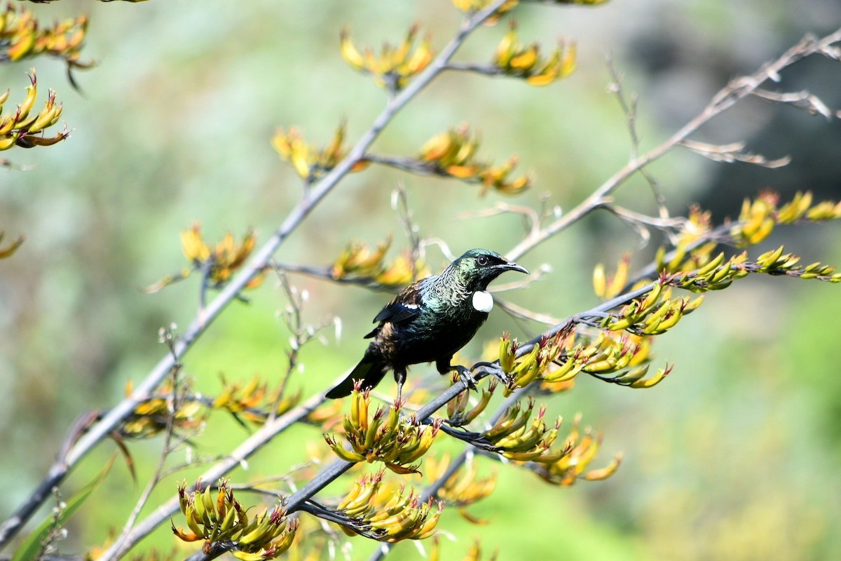 Tui - ML529490461