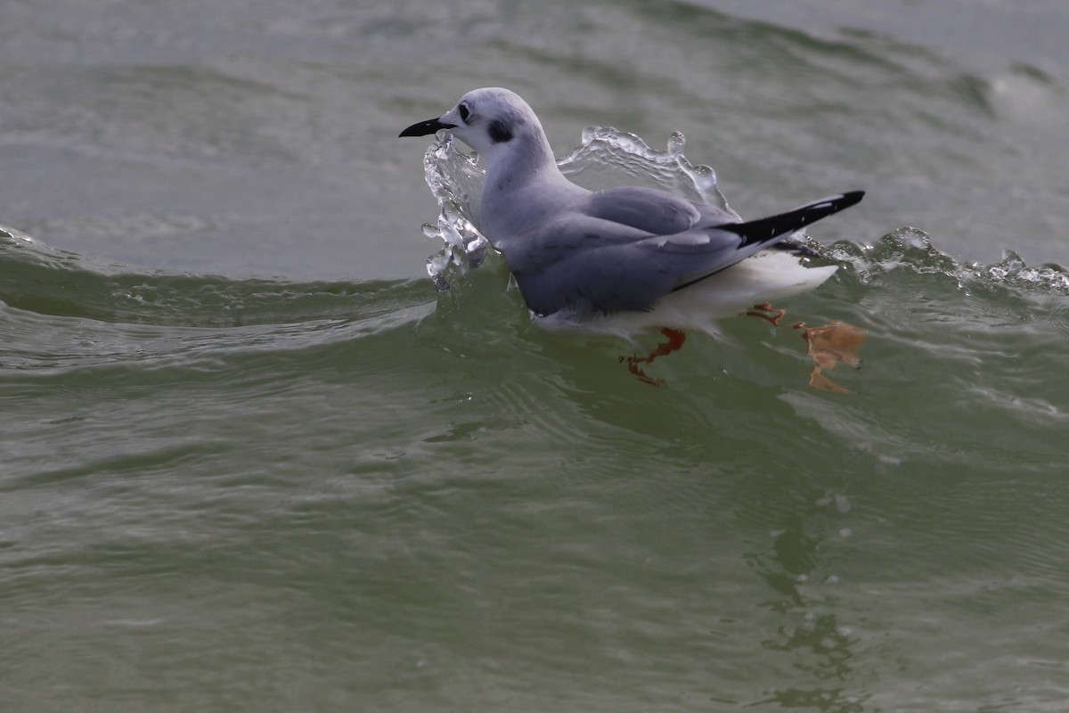 Bonaparte's Gull - ML529490971