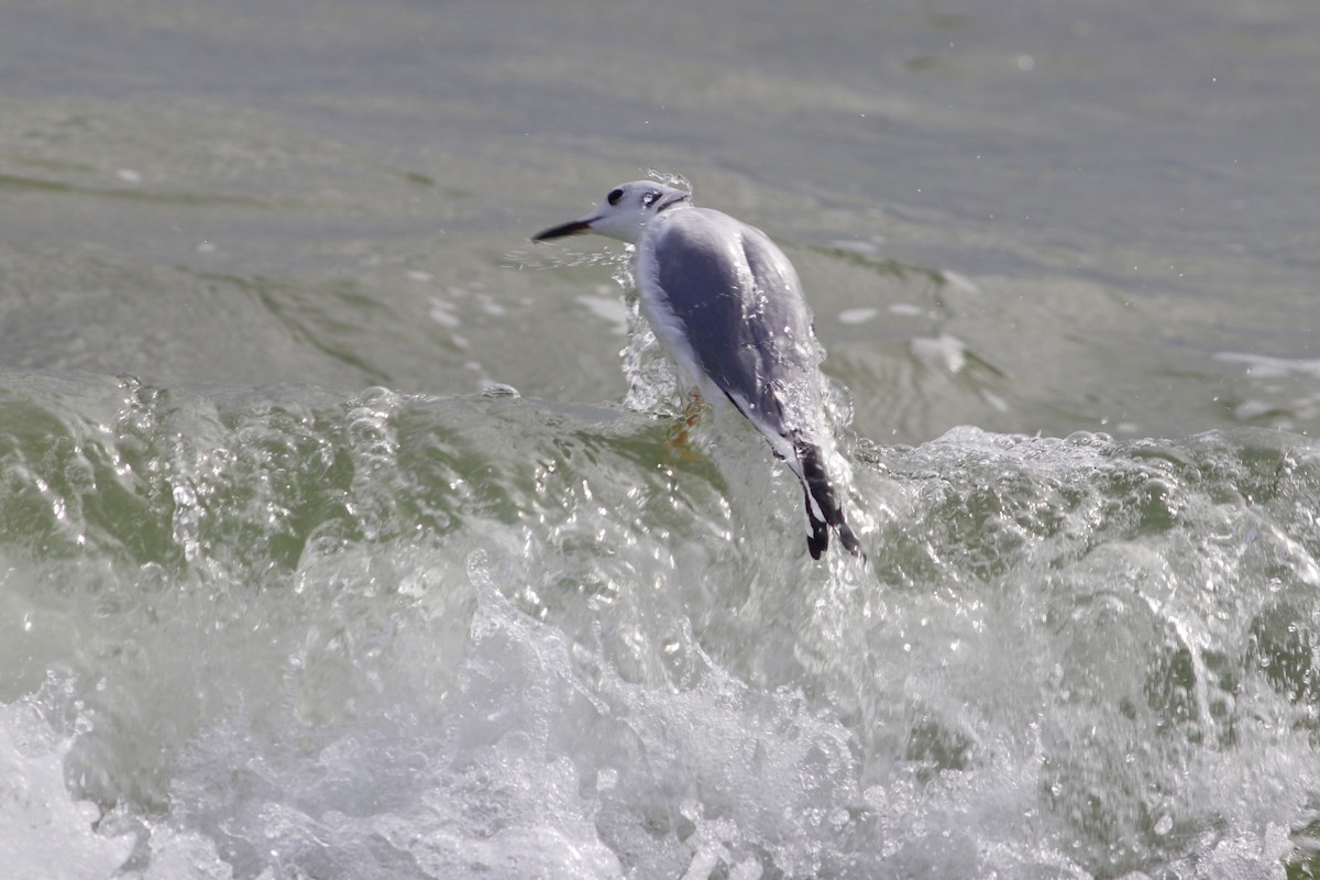 Bonaparte's Gull - ML529490981