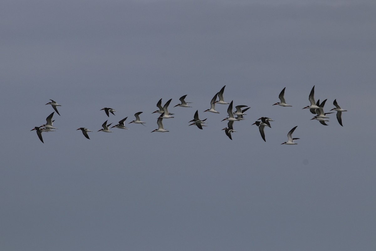 Black Skimmer - ML529491141