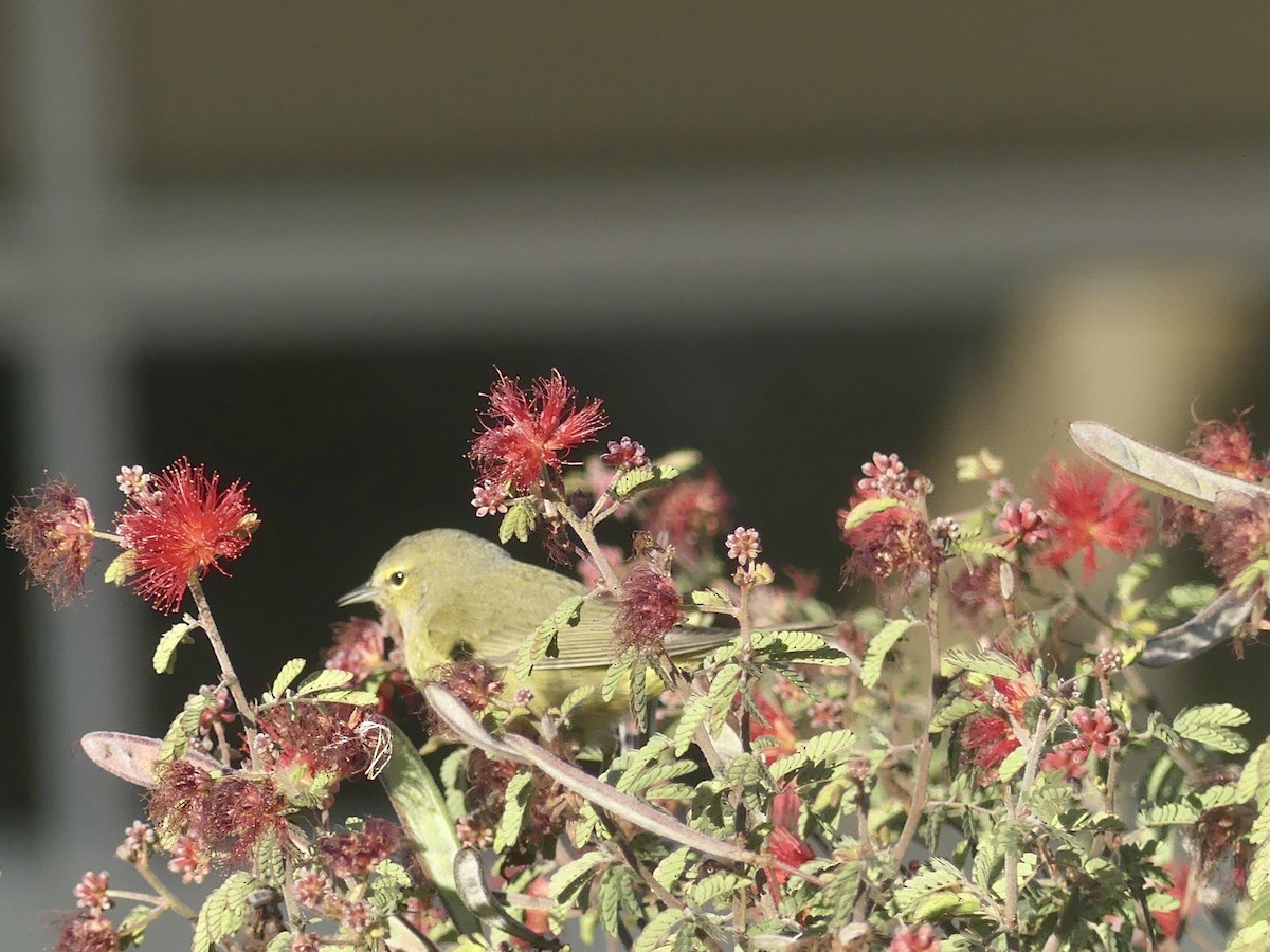 Orange-crowned Warbler - ML529491431