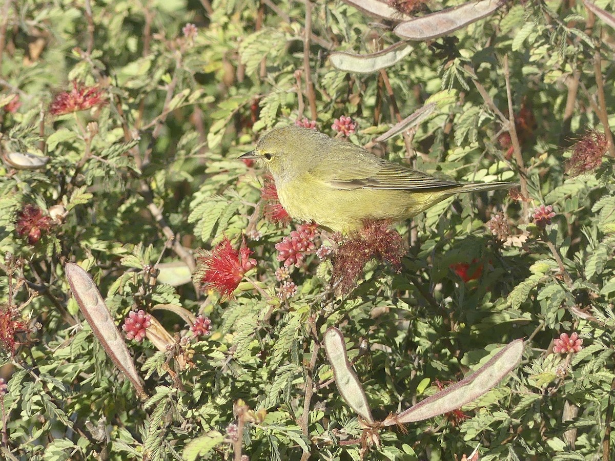 Orange-crowned Warbler - ML529491441