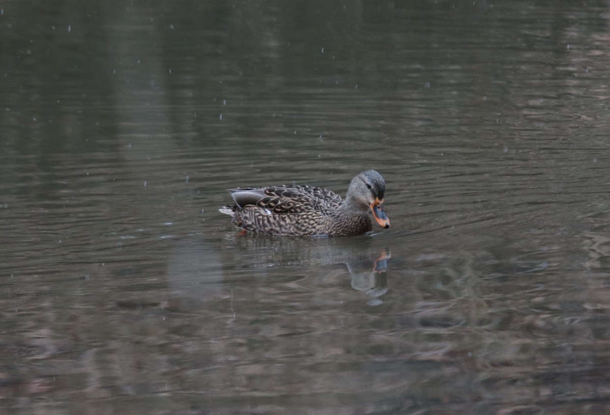 Mallard - Brian Wulker