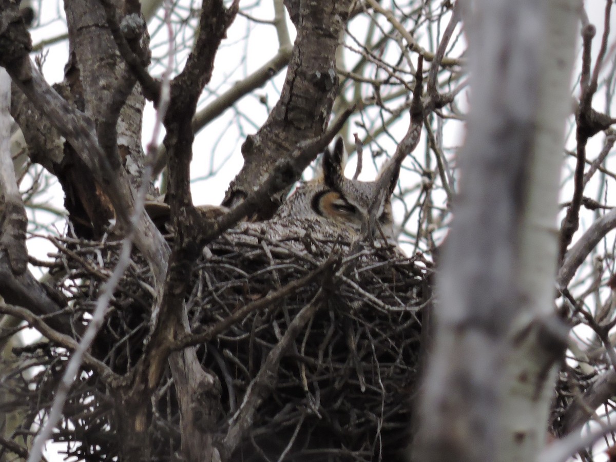 Great Horned Owl - ML52949231