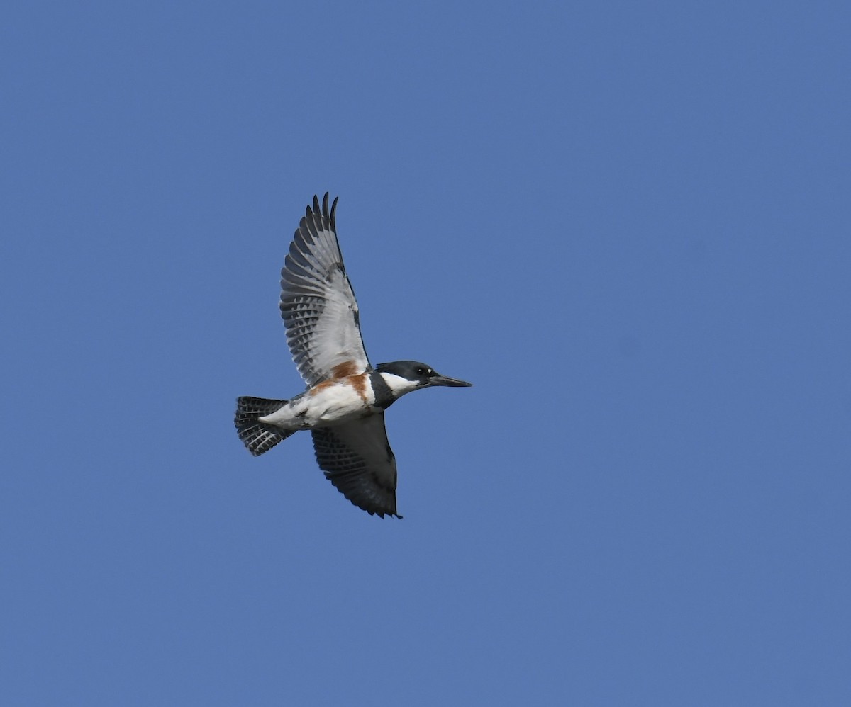 Belted Kingfisher - Paul Nielson