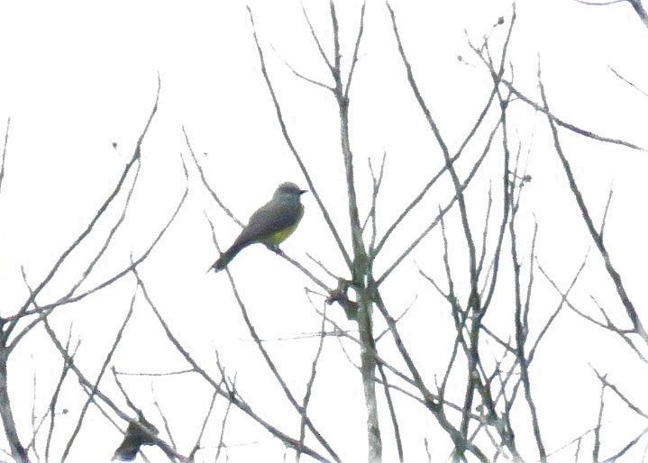 Tropical Kingbird - José Antonio Vicente Filho