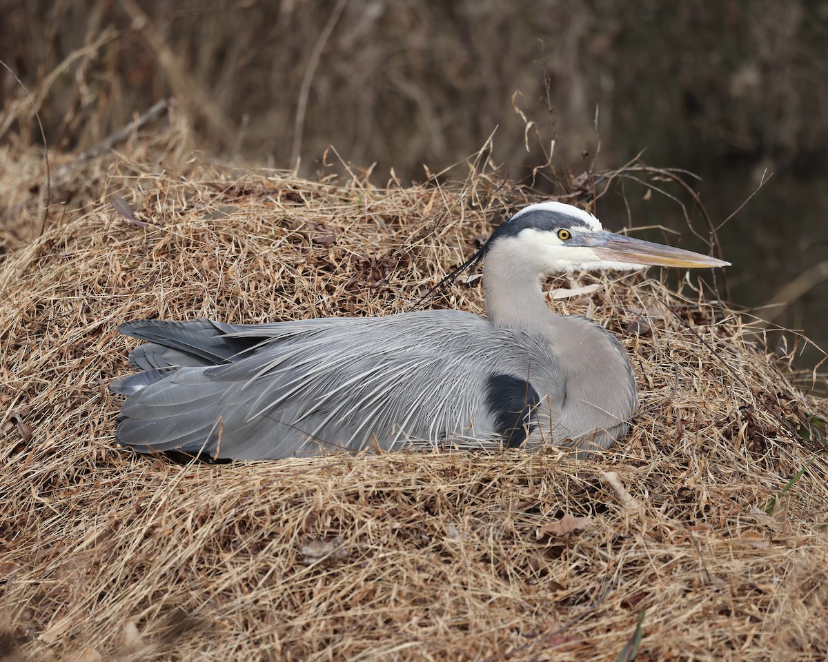 Great Blue Heron - ML529493491