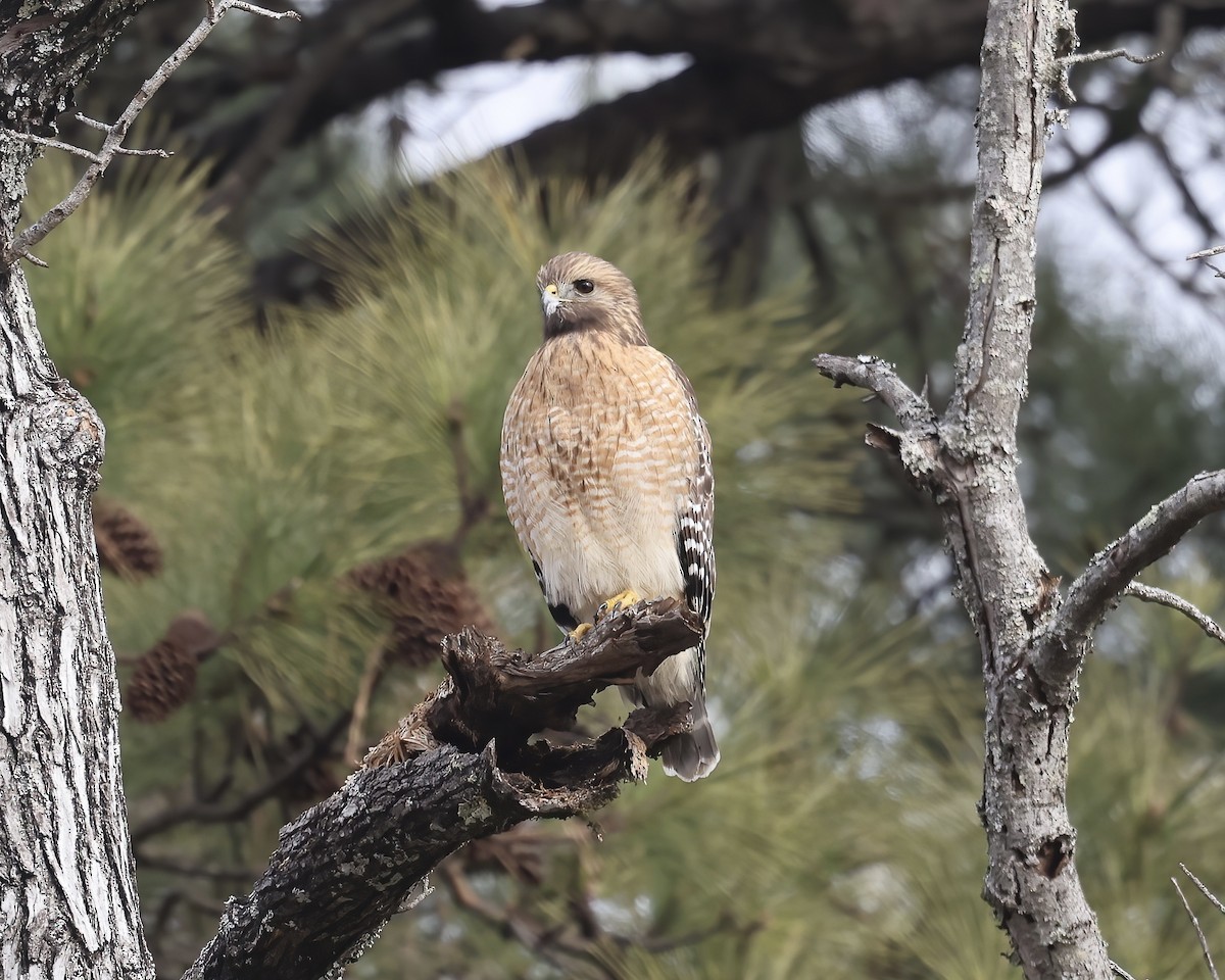 Red-shouldered Hawk - ML529493641