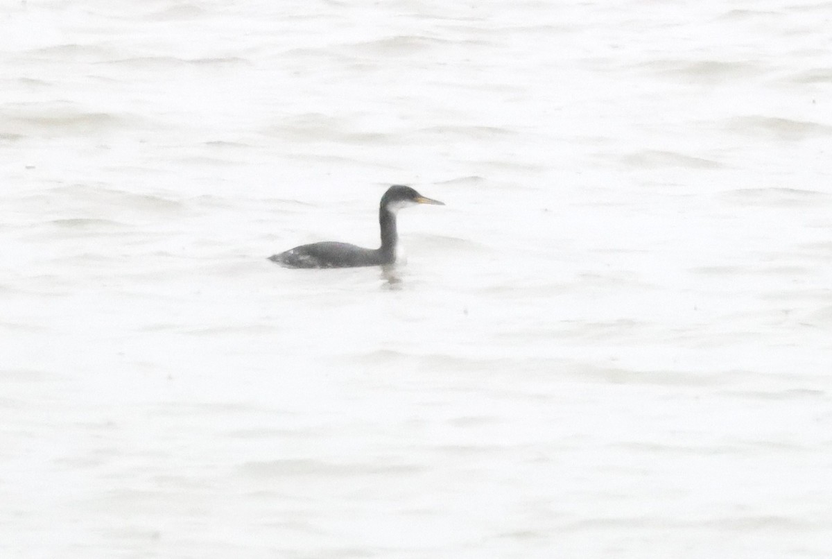 Red-necked Grebe - ML529494221
