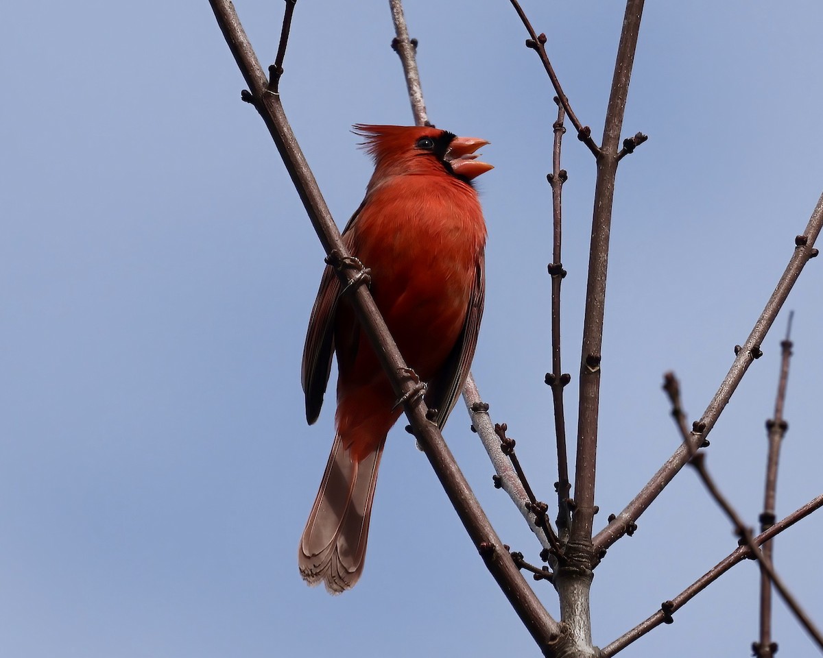 Northern Cardinal - ML529494531
