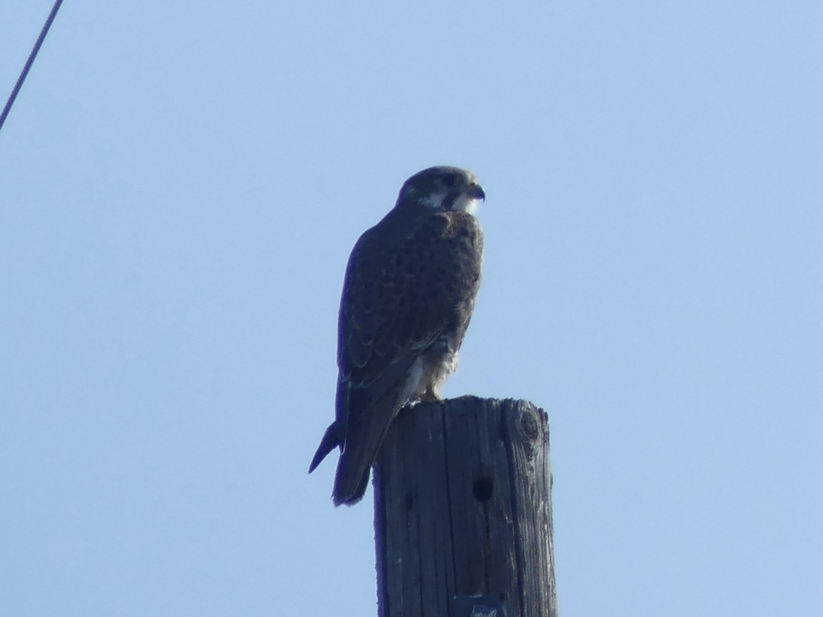 Prairie Falcon - Cédric Duhalde