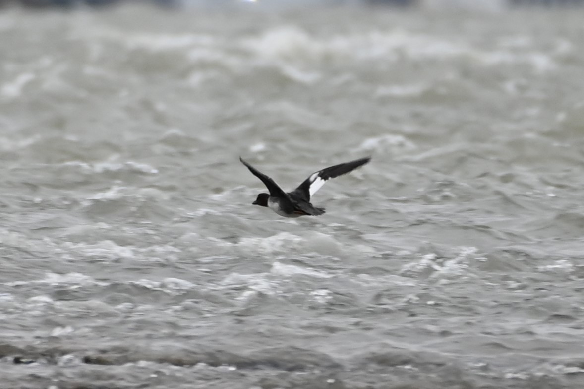 Common Goldeneye - ML529496521