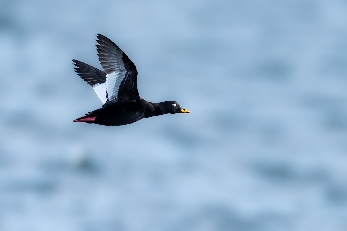 Velvet Scoter - Lukasz Haluch