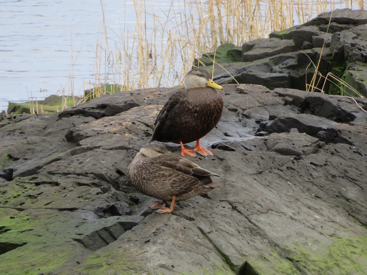 American Black Duck - ML529497871