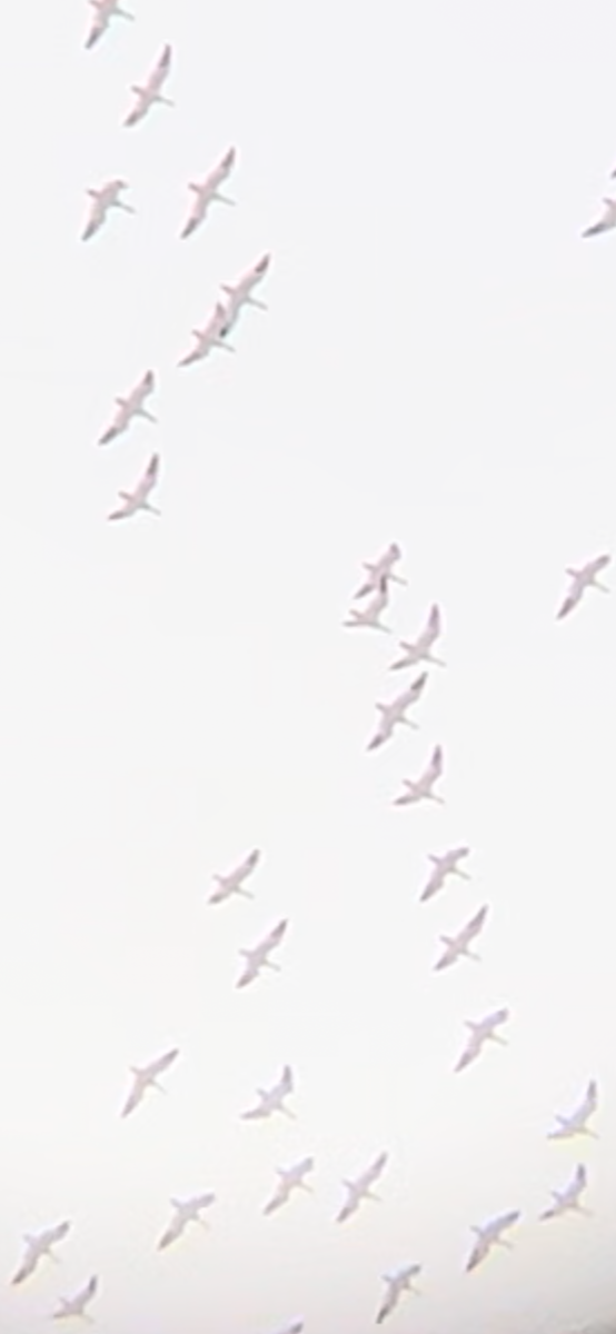 Snow Goose - ML529498101