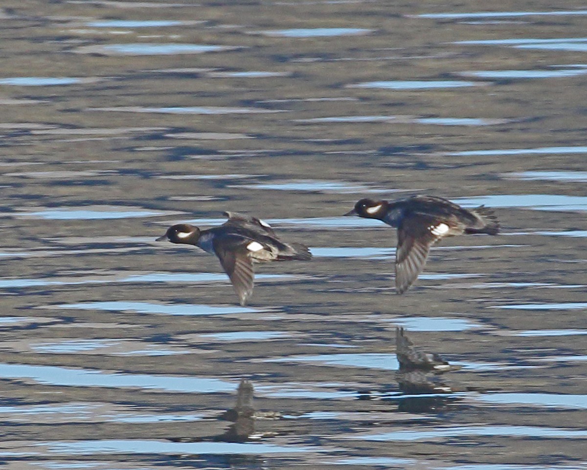 Bufflehead - ML529498581