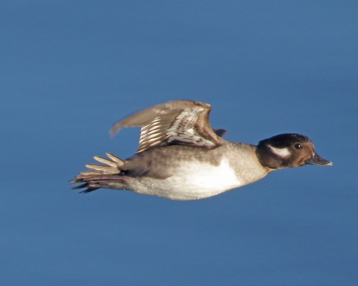 Bufflehead - ML529498831
