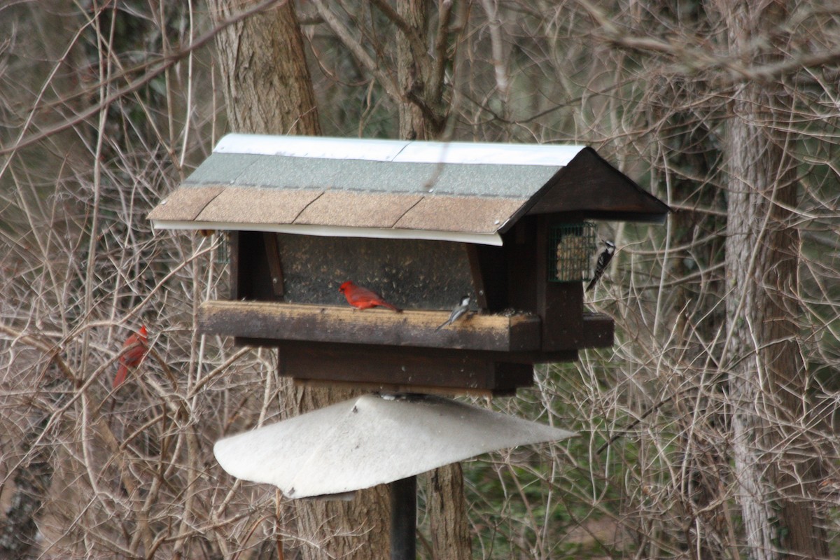 Black-capped Chickadee - ML529500011