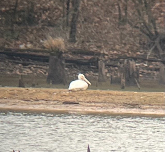 American White Pelican - ML529501231