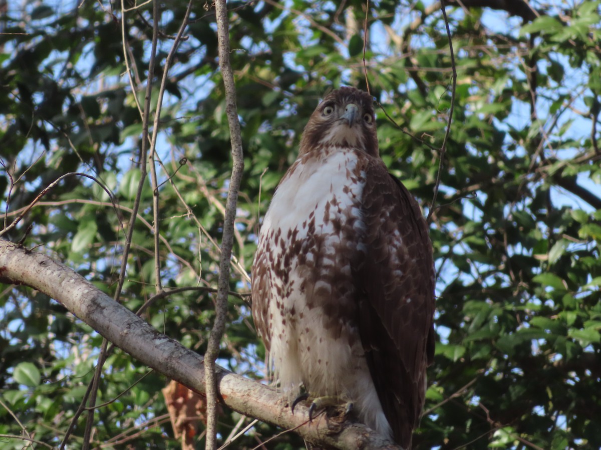 Red-tailed Hawk - ML529501341