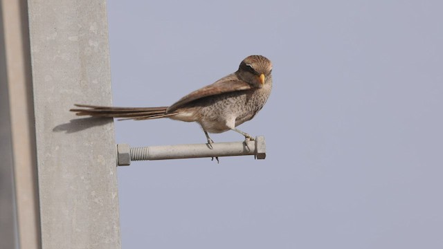 Yellow-billed Shrike - ML529501941