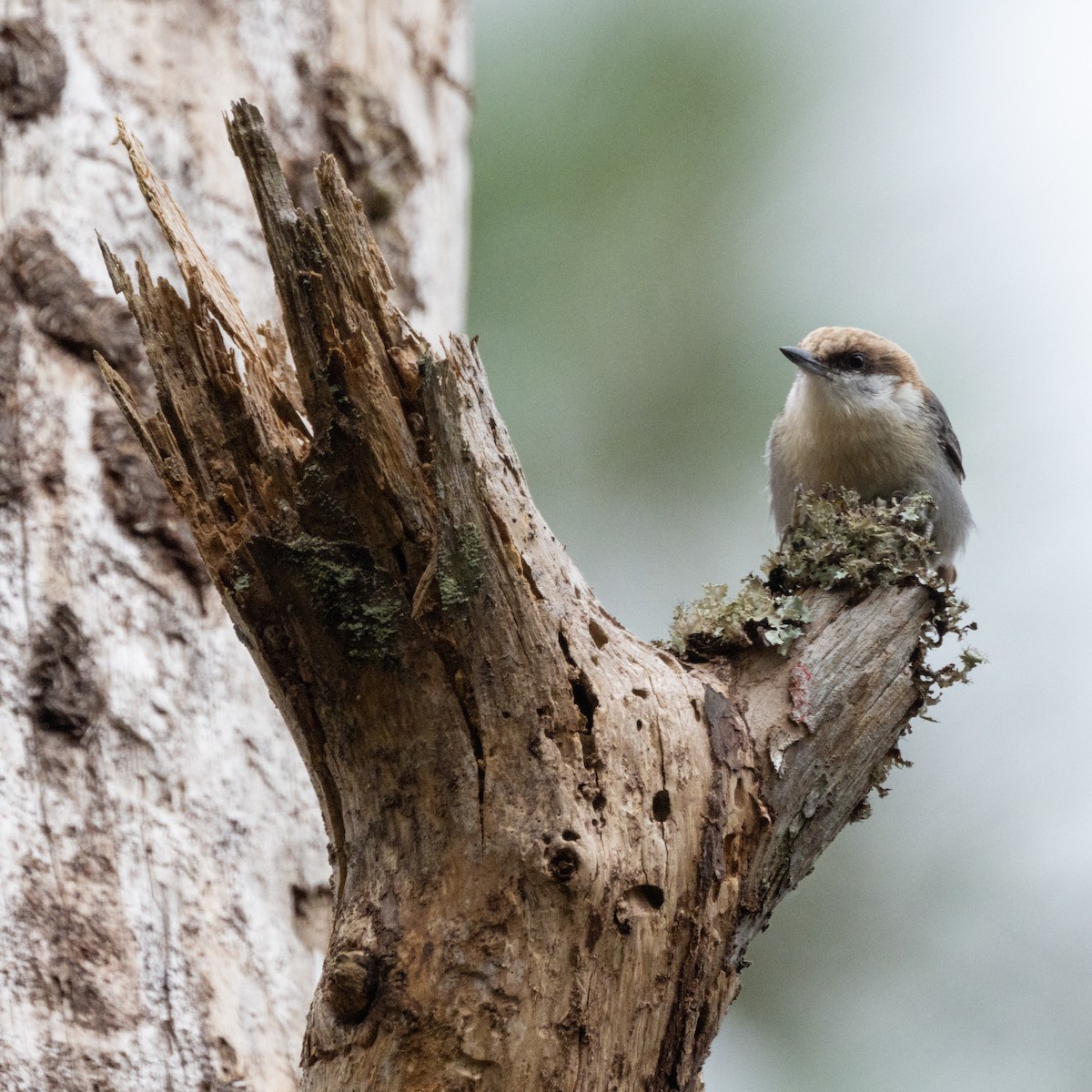 Brown-headed Nuthatch - ML529502521