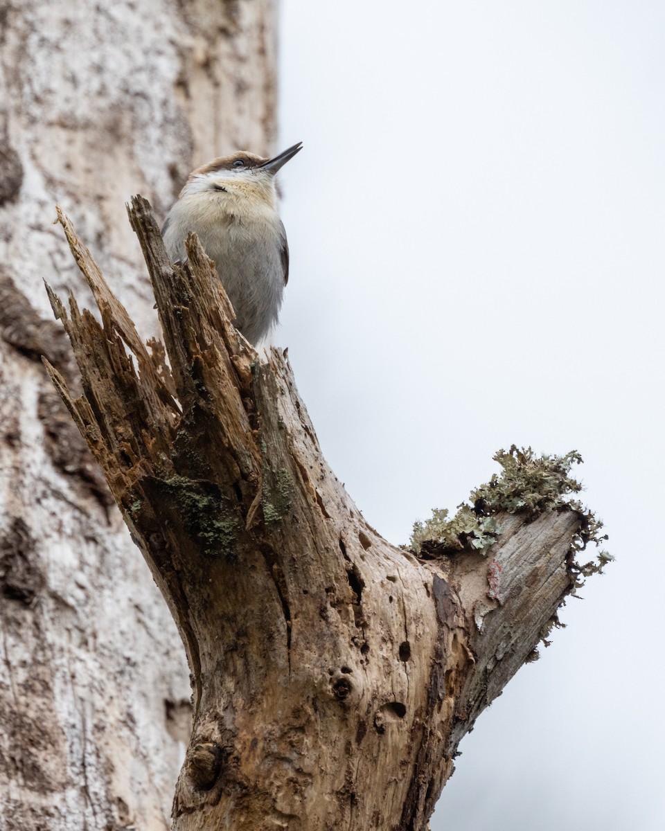 Brown-headed Nuthatch - ML529502531