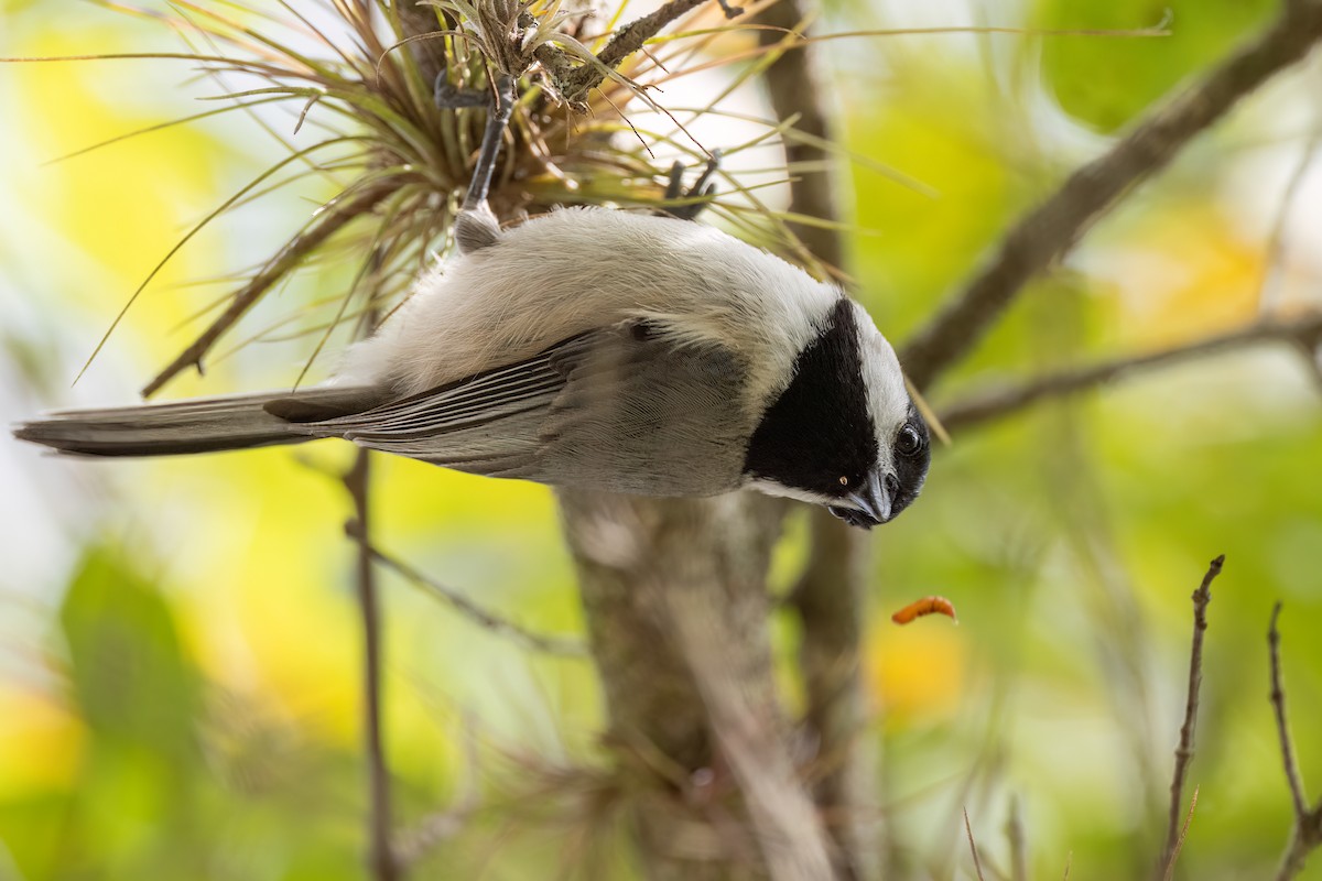 Carolina Chickadee - ML529502581