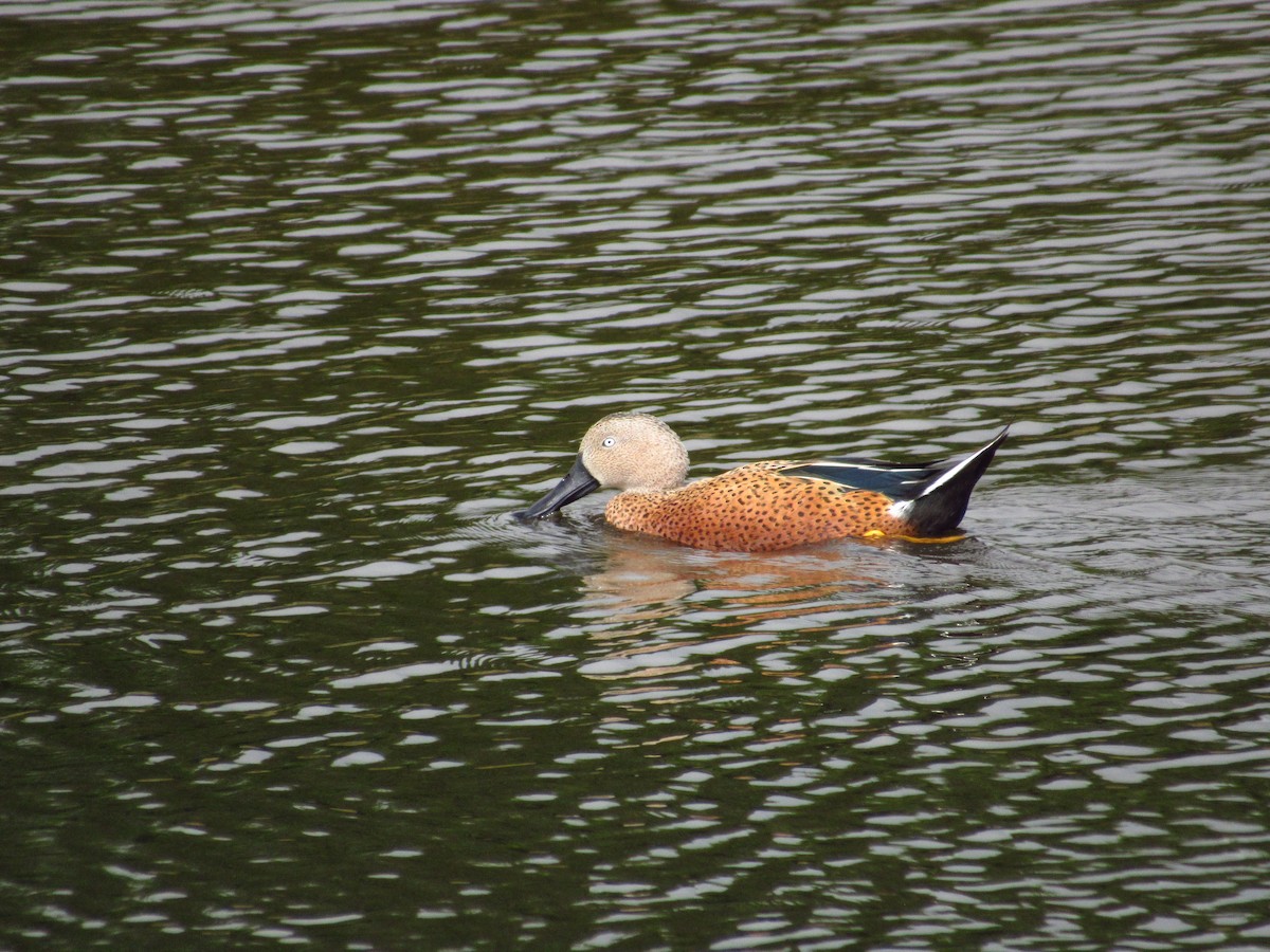 Red Shoveler - ML529502941