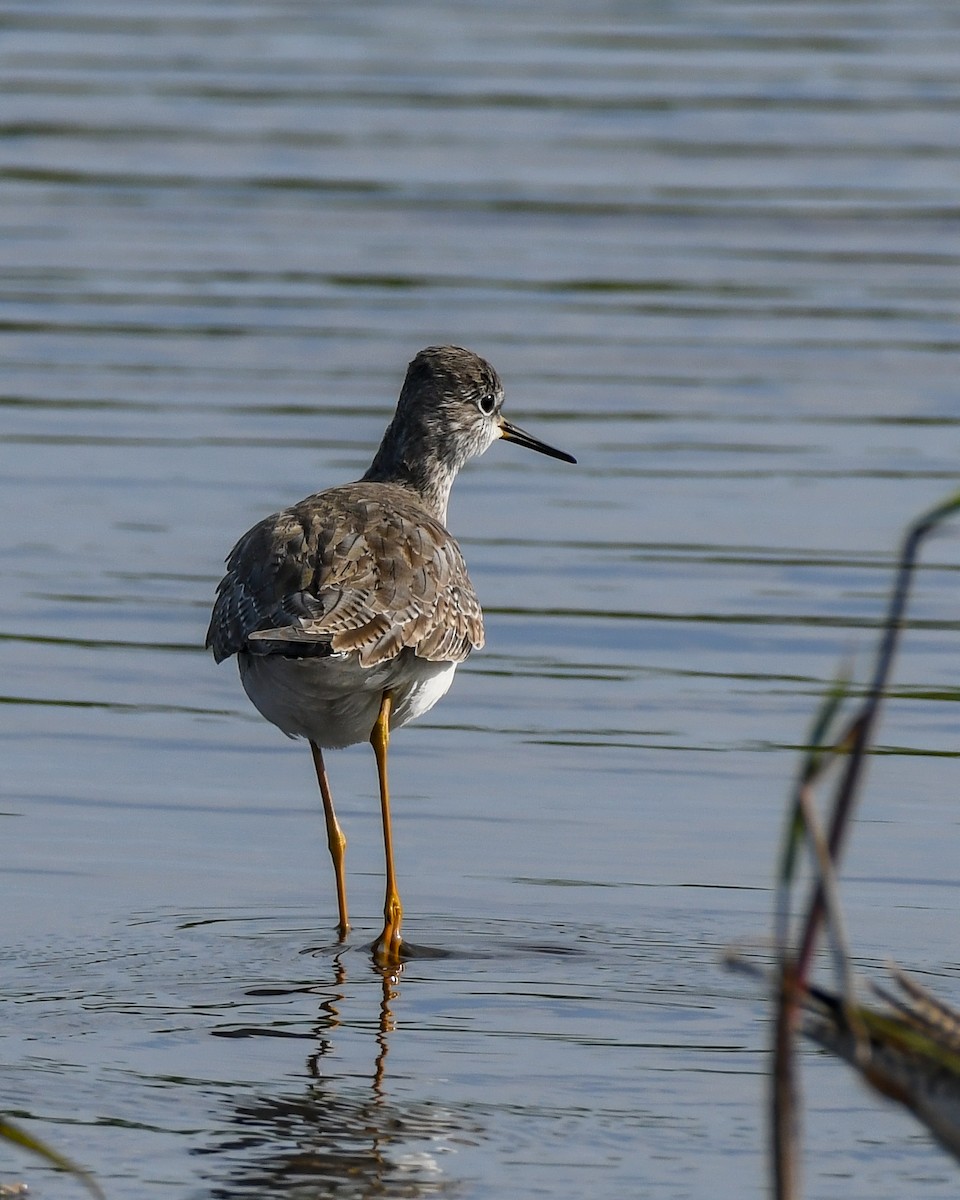 Lesser Yellowlegs - Erik Martin