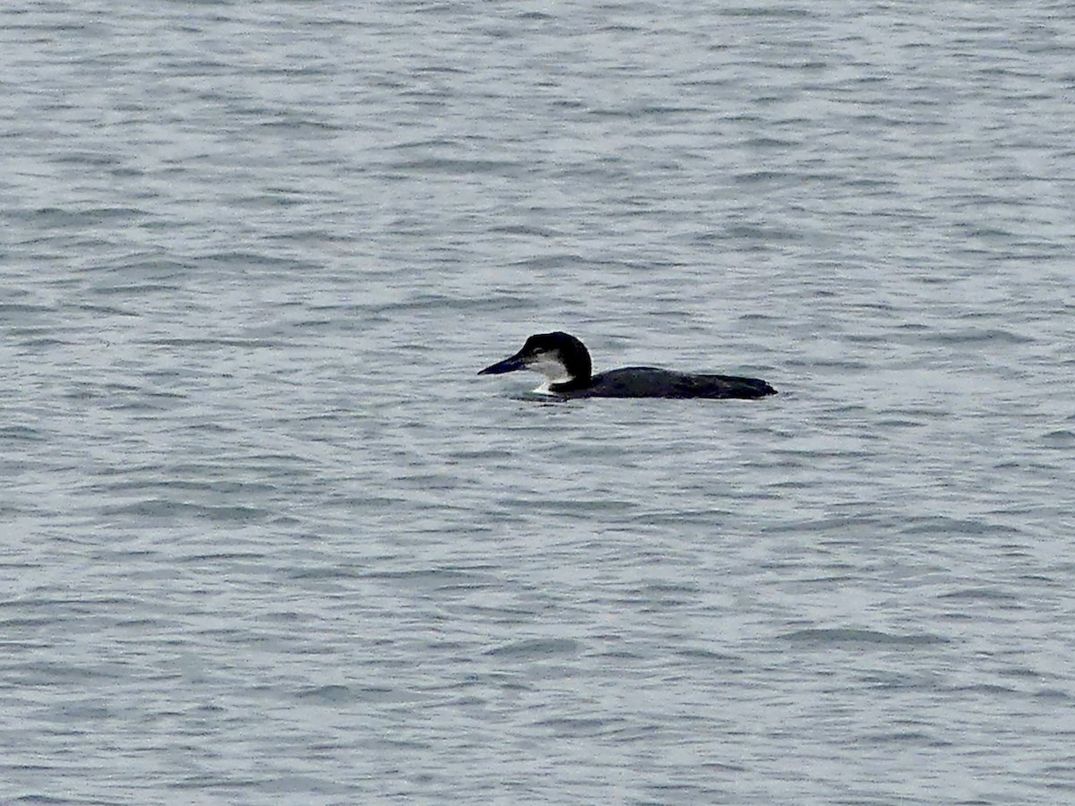 Common Loon - ML529505521