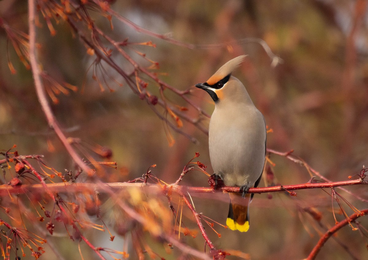 Bohemian Waxwing - Prairie Birder