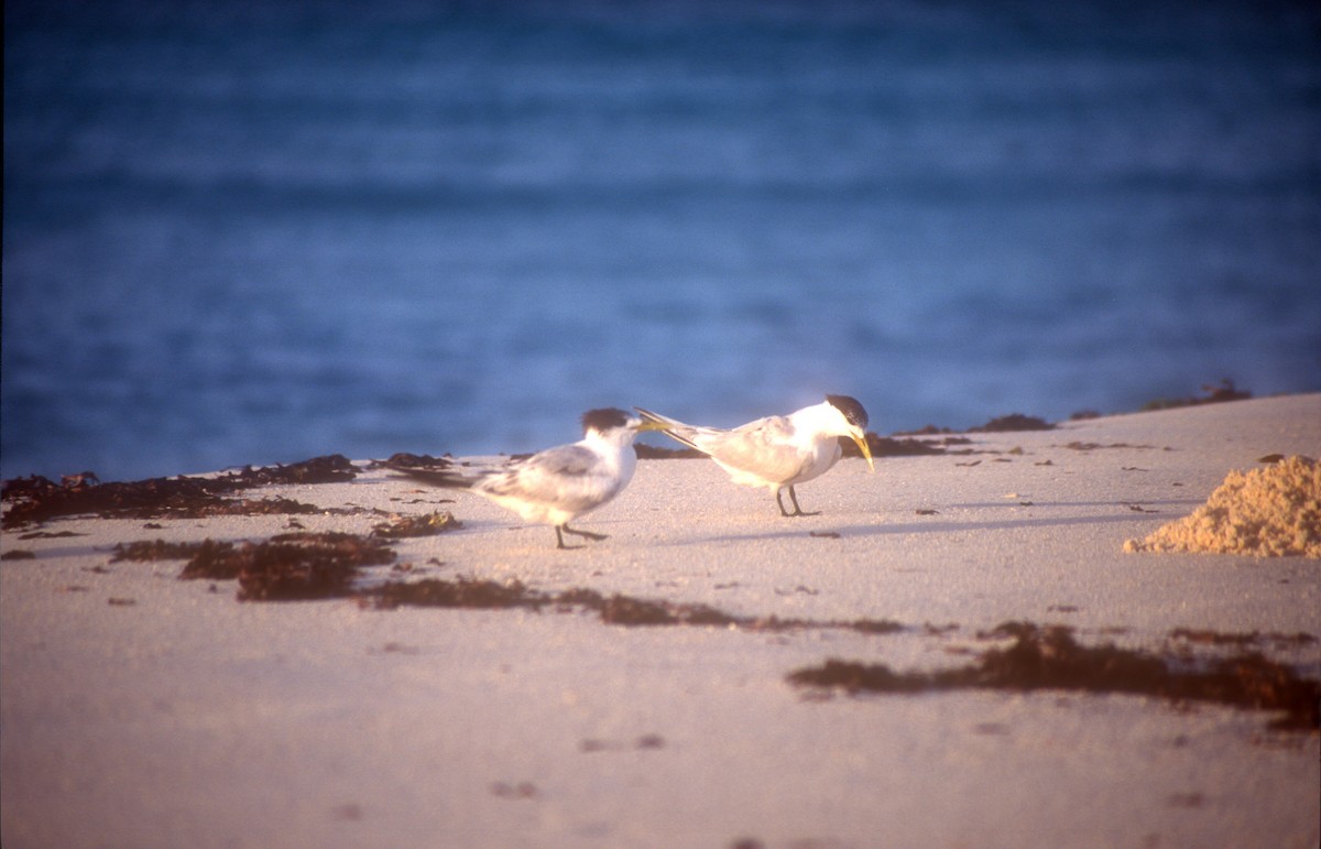 Great Crested Tern - ML529506261