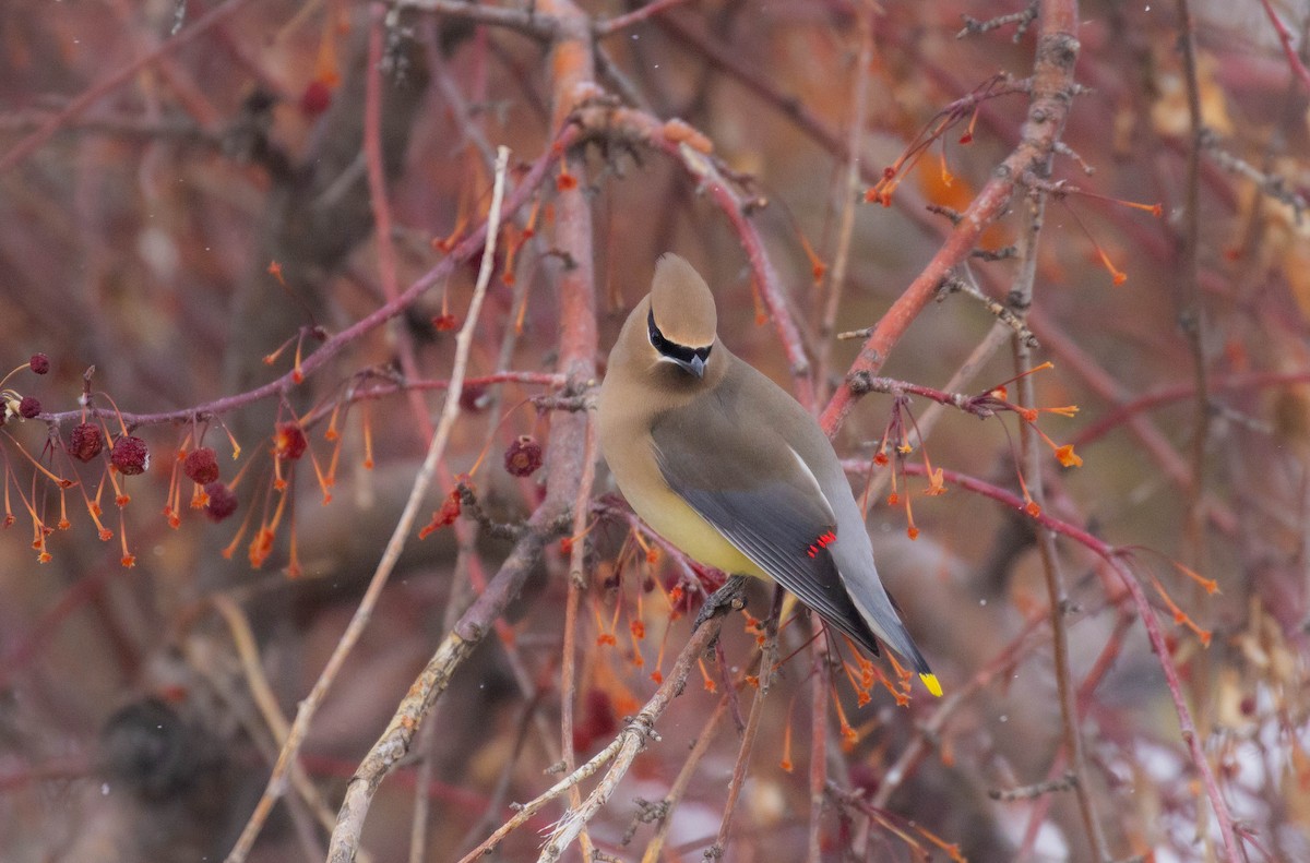 Cedar Waxwing - Prairie Birder