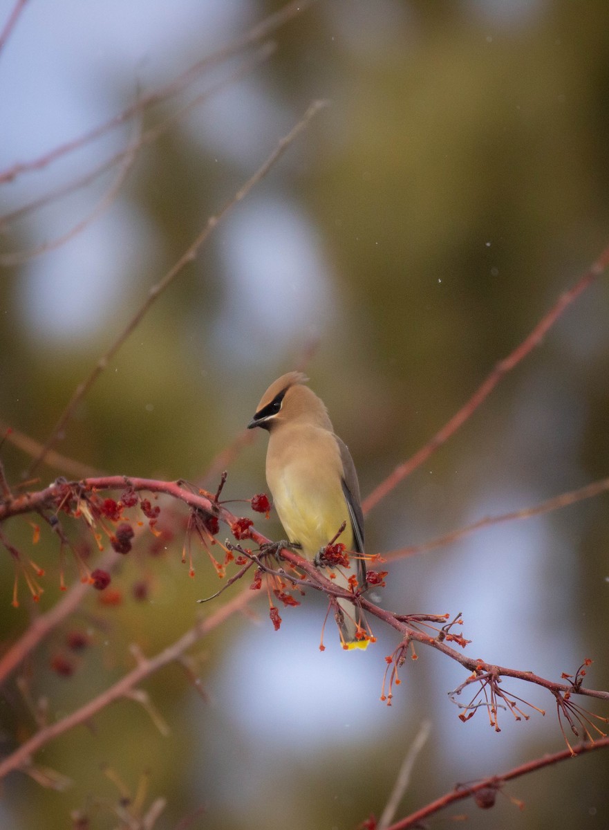 Cedar Waxwing - Prairie Birder