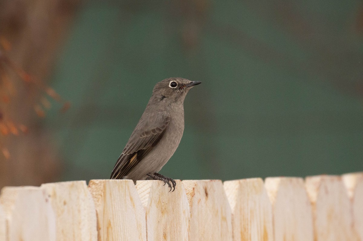 Townsend's Solitaire - Prairie Birder