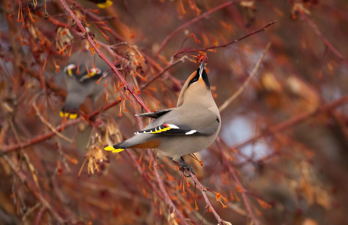 Bohemian Waxwing - Prairie Birder